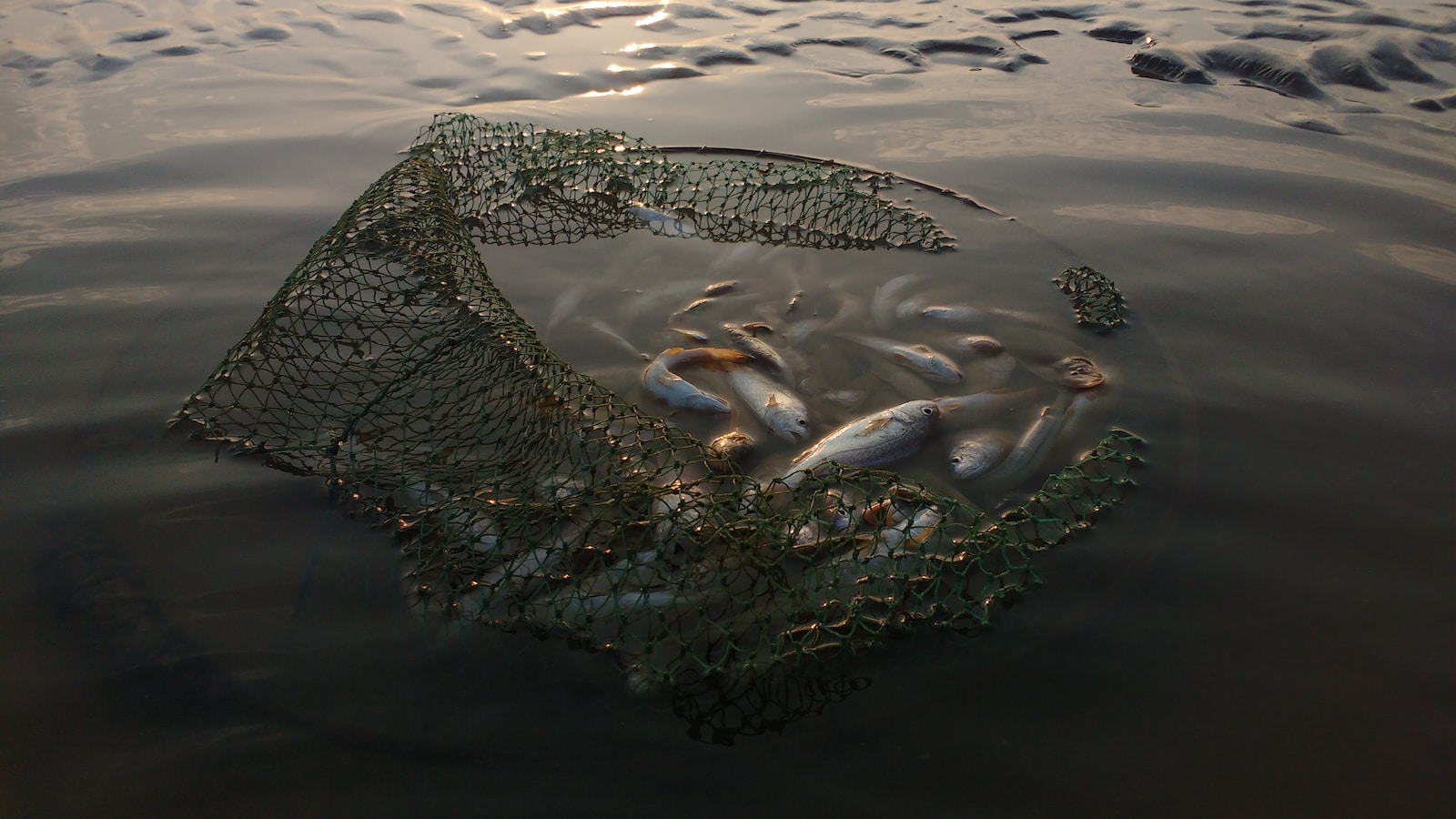 Casting for Mullet on Mobile Bay – Garden & Gun