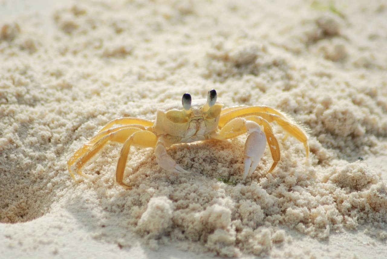 Do Ghost Crabs Make Good Bait? – MUSKEGON RIVER FLY SHOP